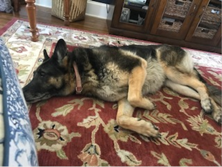 Picture of dog Diesel sleeping on a carpet.