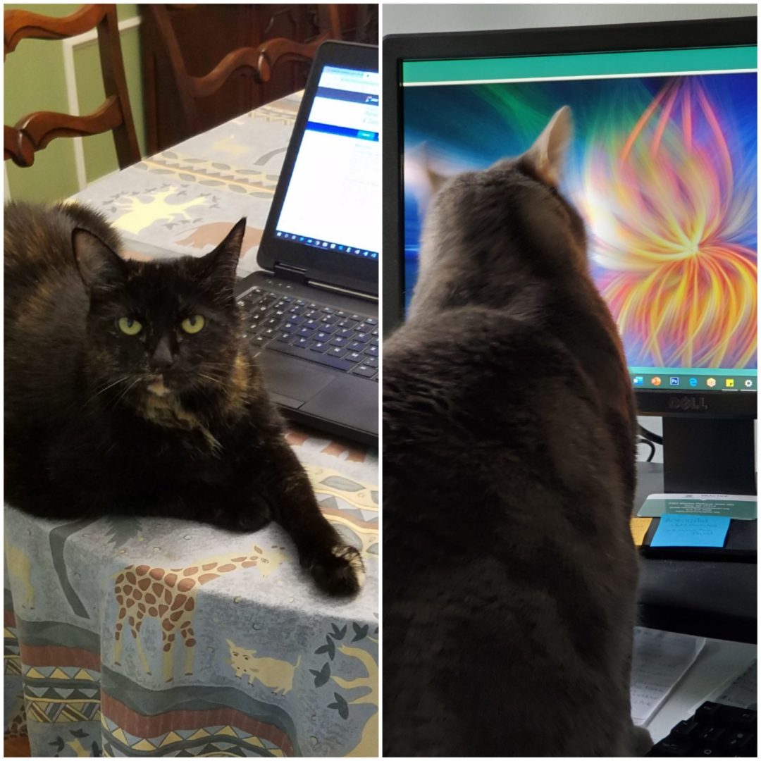 Picture of cats Edie and Pearl sitting in front of laptops.