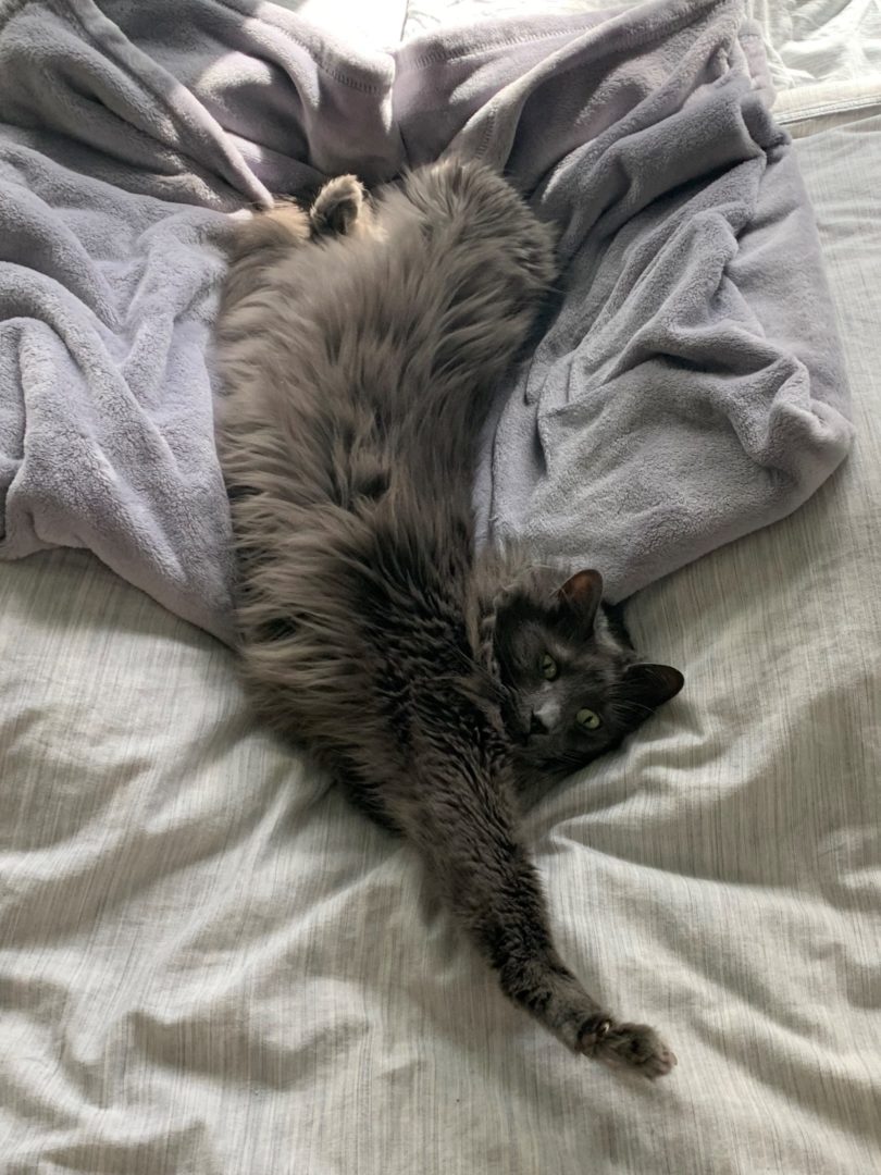 Picture of cat Frida Pawlo stretching on her human's bed