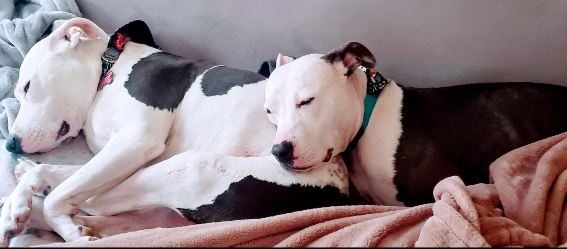 Picture of two dogs, Marley and Pepper, snuggling each other on a bed