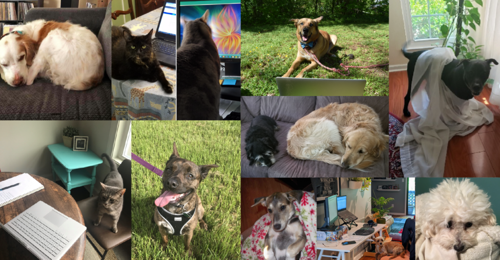 Collage of the FHLI staff's pets