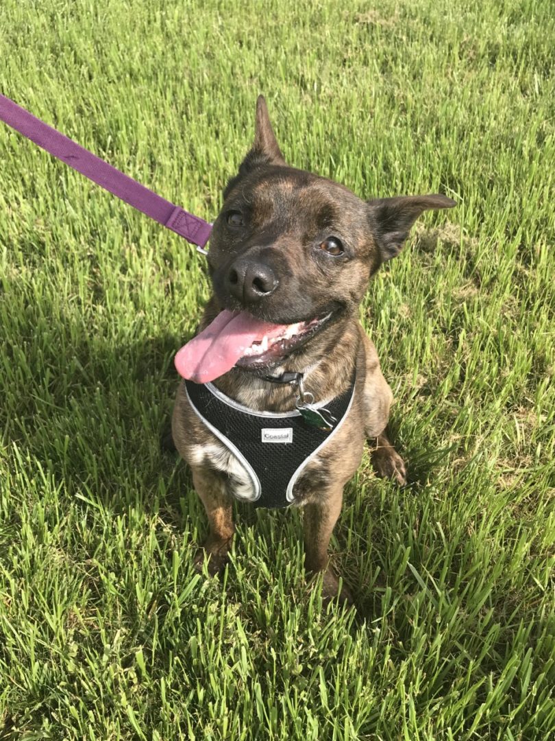 Picture of dog Phoebe sitting in a field