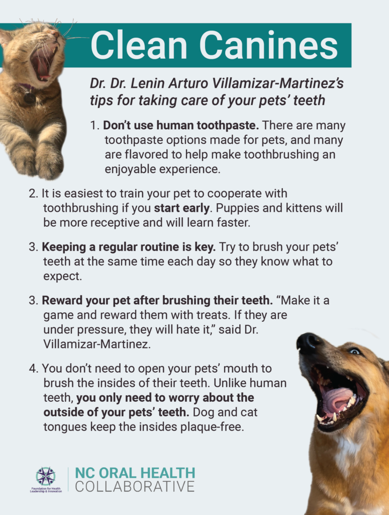 Tip sheet for caring for dog and cat teeth